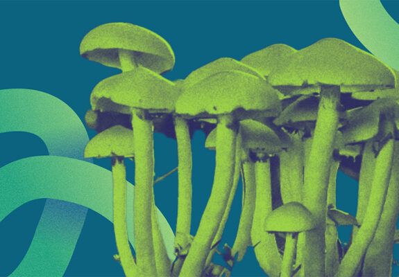 Psilocybin mushrooms collage